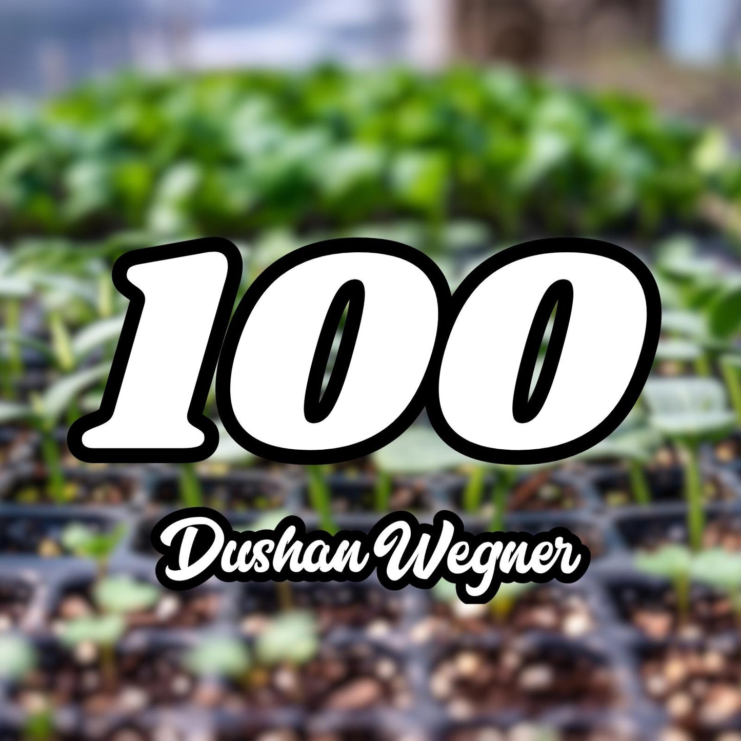 Reader submission "A Better Garden"